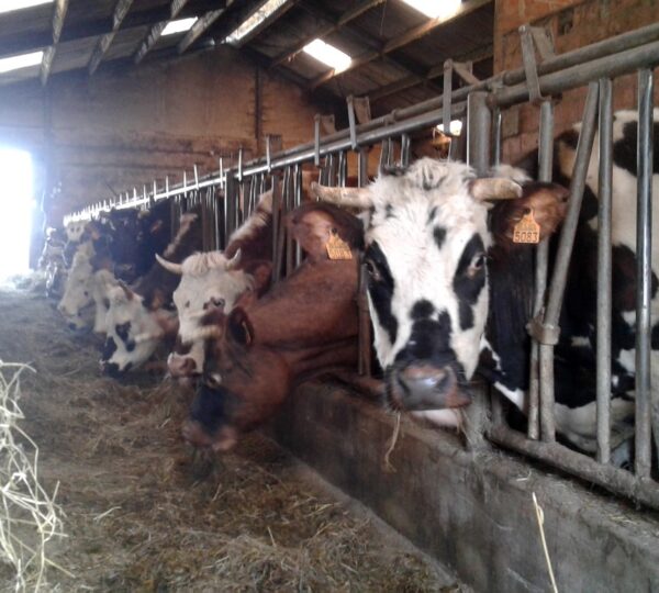 Visite de la Ferme DÔRLOÛ