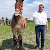 Promotion du Cheval de Trait belge