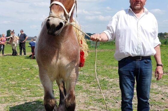 Promotion du Cheval de Trait belge