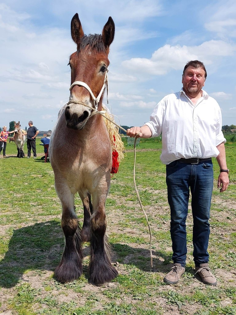 Promotion du Cheval de Trait belge