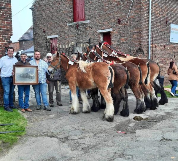 Concours de chevaux de trait et marché de producteurs locaux