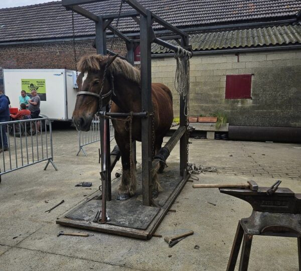 Concours de chevaux de trait et marché de producteurs locaux