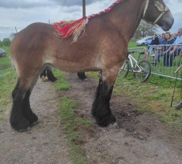 Promotion du Cheval de Trait belge