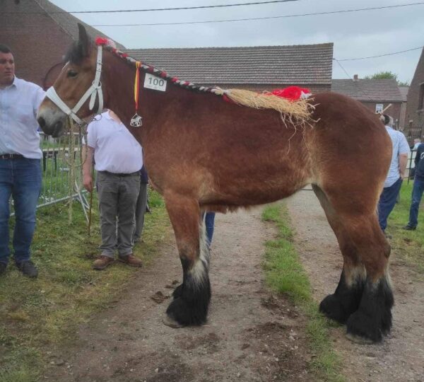 Promotion du Cheval de Trait belge