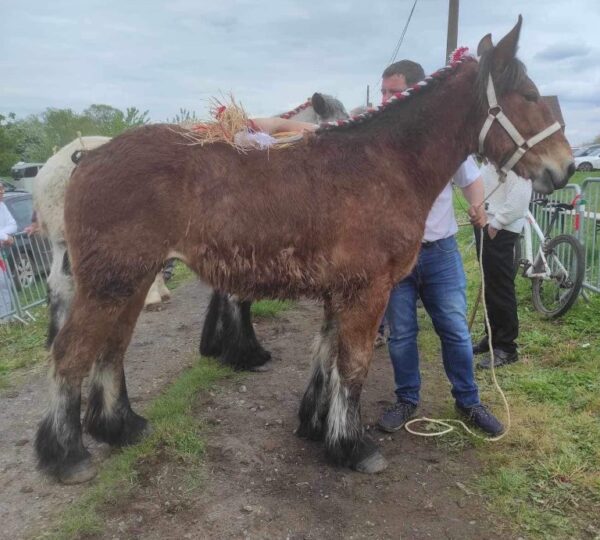 Promotion du Cheval de Trait belge