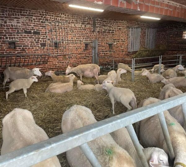 Concours de chevaux de trait et marché de producteurs locaux