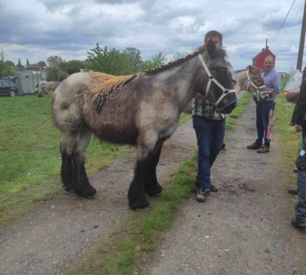 Promotion du Cheval de Trait belge