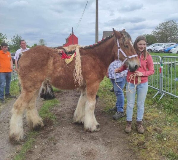 Promotion du Cheval de Trait belge