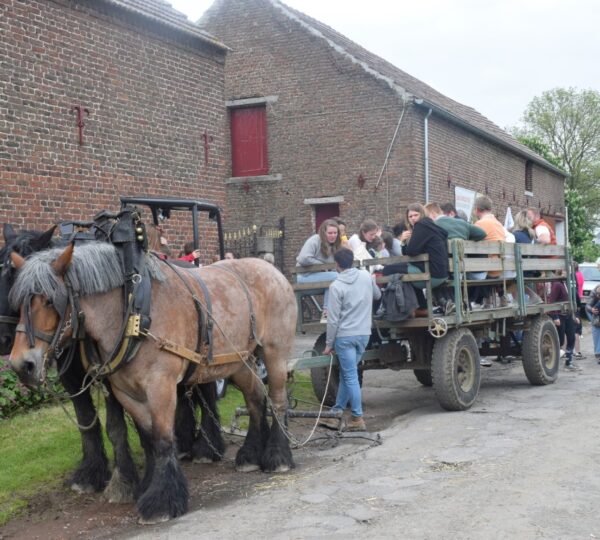 Promotion du Cheval de Trait belge