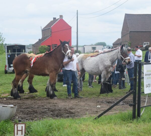 Promotion du Cheval de Trait belge