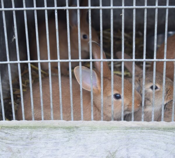 Visite de la Ferme DÔRLOÛ