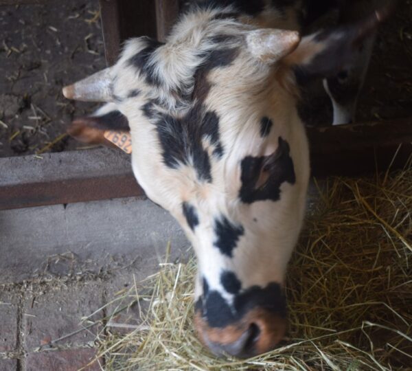 Visite de la Ferme DÔRLOÛ