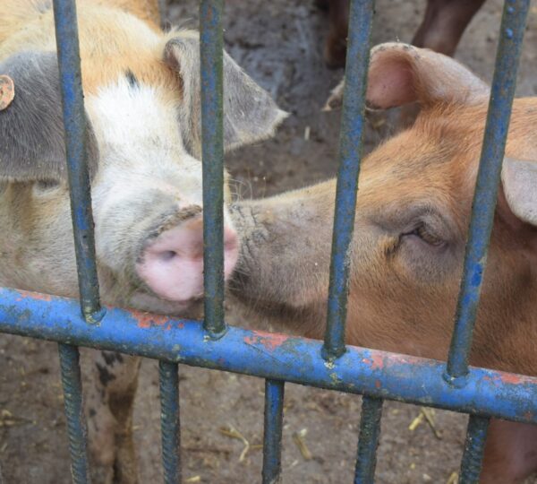 Visite de la Ferme DÔRLOÛ