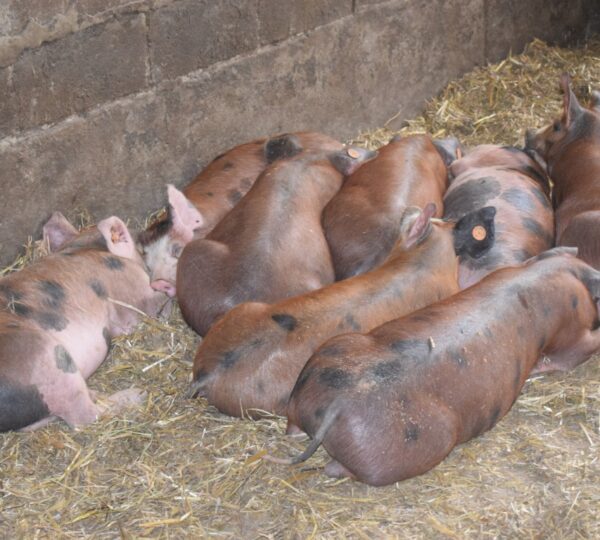 Visite de la Ferme DÔRLOÛ