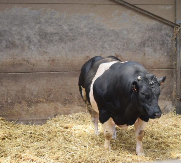 Des fermes de la commune d'Ellezelles vous ouvrent leurs portes