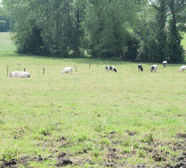 Des fermes de la commune d'Ellezelles vous ouvrent leurs portes