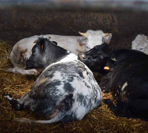 Des fermes de la commune d'Ellezelles vous ouvrent leurs portes