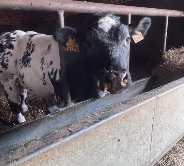 Des fermes de la commune d'Ellezelles vous ouvrent leurs portes