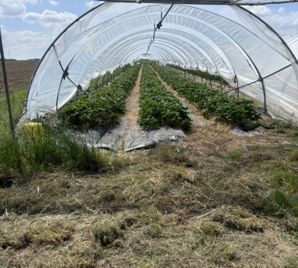 A la découverte des serres de fraises et de l'aspergeraie