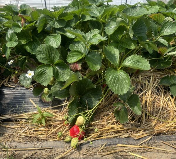 A la découverte des serres de fraises et de l'aspergeraie