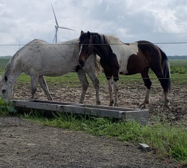 Portes ouvertes à la ferme de Cantraine