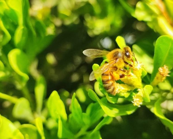 Découverte du monde des abeilles