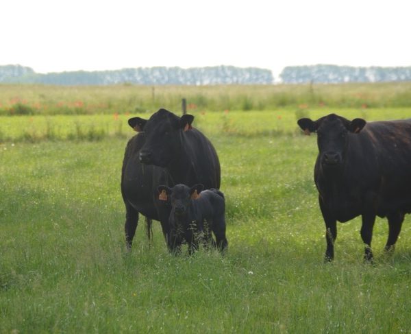 A la découverte de la ferme de la Coulbrie