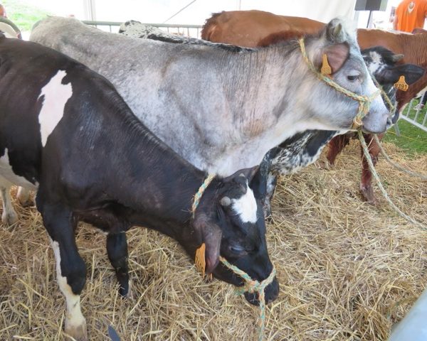 l’Élevage de la Petite Suisse