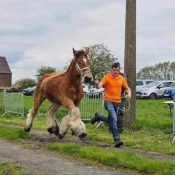 Promotion du Cheval de trait belge
