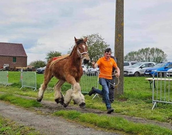 Promotion du Cheval de trait belge