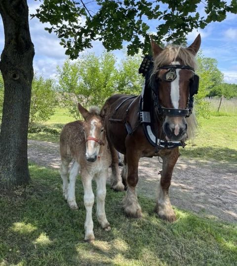 Promotion du Cheval de trait belge