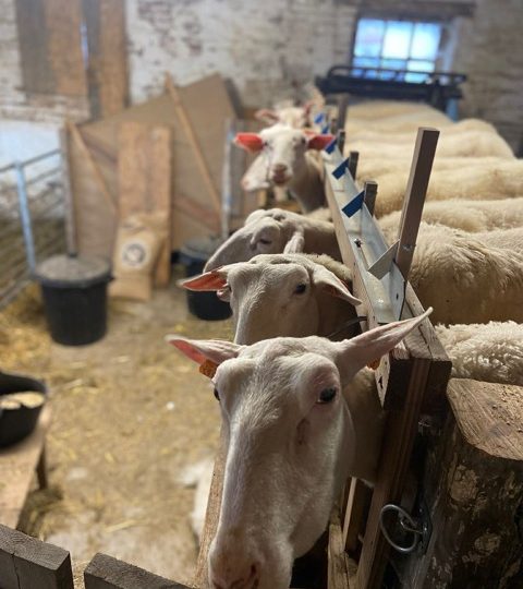 Portes ouvertes à la Bergerie de Léonie
