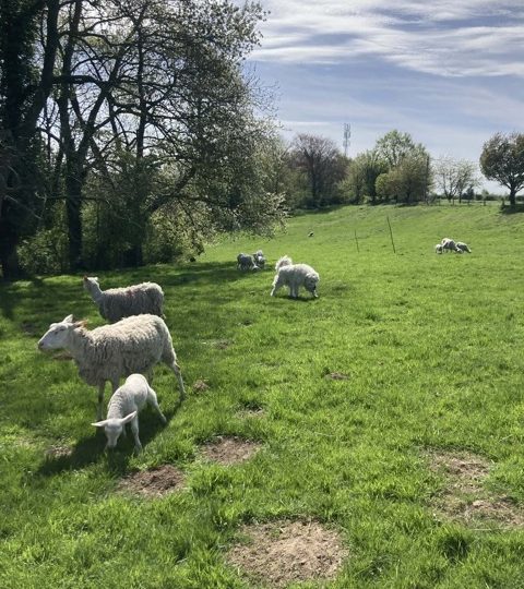 Portes ouvertes à la Bergerie de Léonie