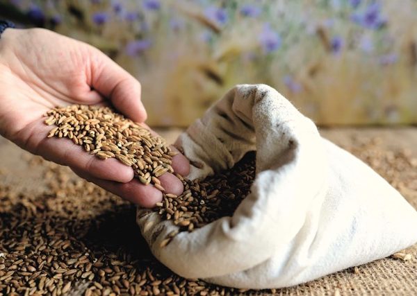 Conférence gesticulée "Quand on sème, c’est pour la vie"