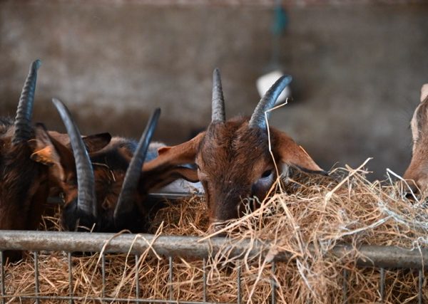 Découverte du monde de la chèvre