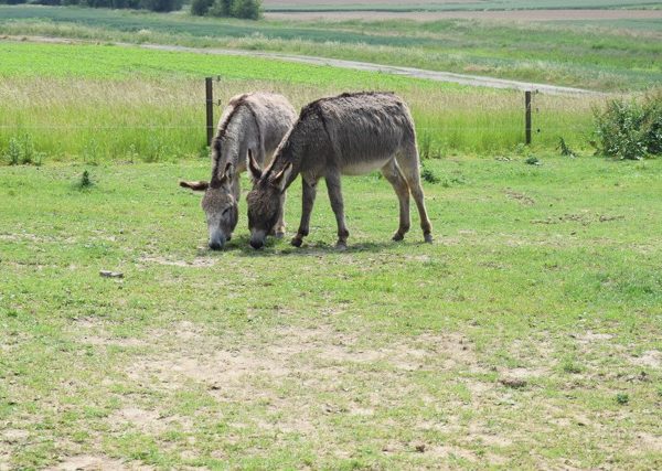 Portes ouvertes à la ferme de Cantraine