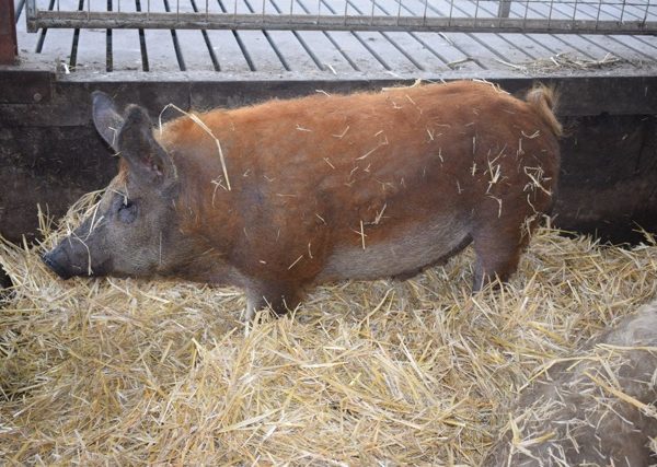 Portes ouvertes à la ferme de Cantraine