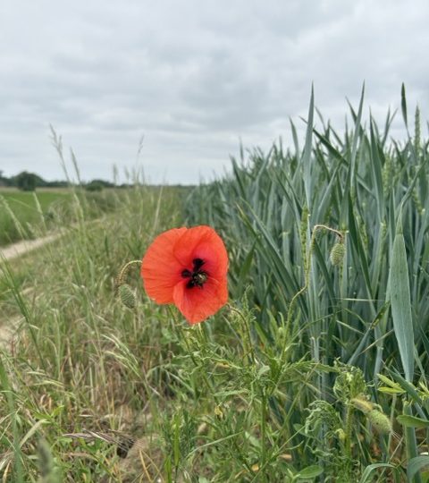 Les MINIS à la ferme