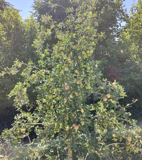 Balade guidée dans les vergers
