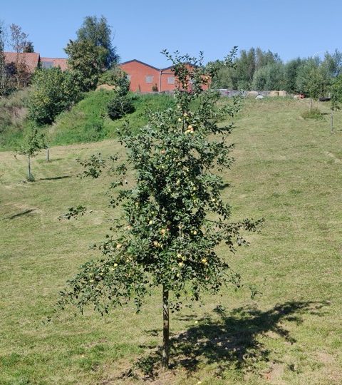 Balade guidée dans les vergers