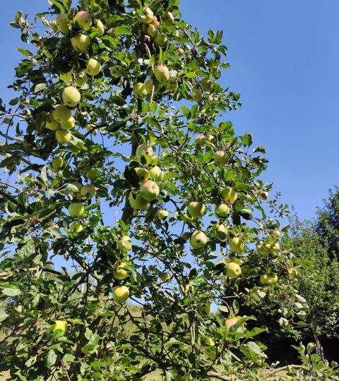 Balade guidée dans les vergers