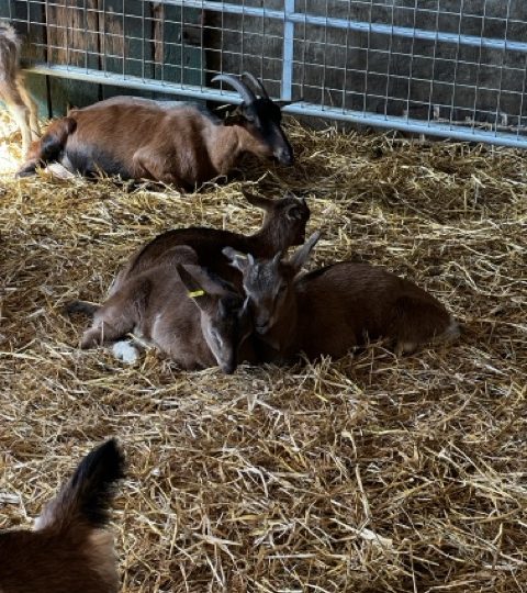 Découverte du monde de la chèvre