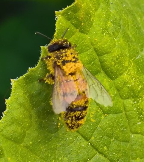 Portes ouvertes au Jardin des Abeilles
