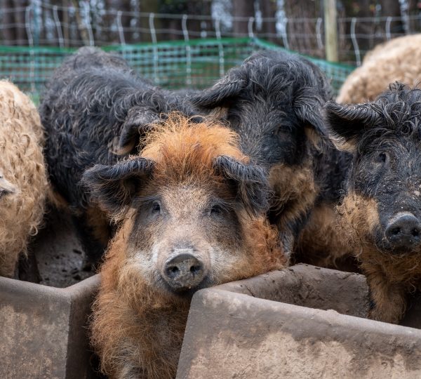 Regards artistiques sur le métier d’Agriculteur