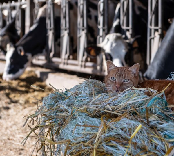 Regards artistiques sur le métier d’Agriculteur