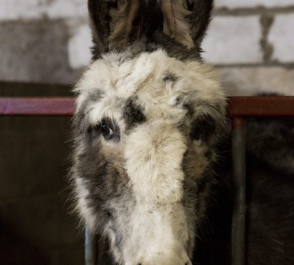 Regards artistiques sur le métier d’Agriculteur