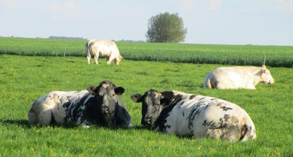 A la découverte de la ferme de la Coulbrie