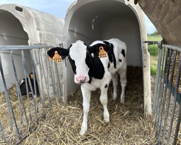 Petit-déjeuner à la ferme
