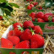 Fraises le Spamboux