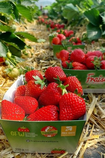 Emmenez avec vous un petit bout de Spamboux